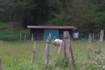 riding sheep near Ziortza.webp