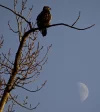 Fraser River 3.webp