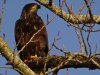 Fraser River Golden Eagle.jpg