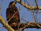 Fraser River Golden Eagle.webp