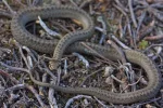 640px-Smooth_Snake_(Coronella_austriaca)_(7159868749).webp