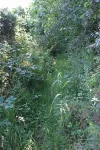 Overgrown-path.webp