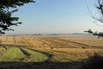 Harvest-in-early-light.webp