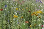 Wildflowers.webp