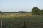 Cows-enjoying-breakfast.webp