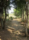 Forest path.webp