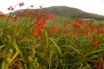 flowers-at-beach.webp