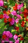 nasturtiums.webp