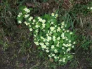 primroses.webp