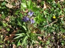 bluebells.webp