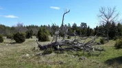 9 May 2017 Byxelkrok, Northern Öland (Lindreservatet) 29.webp