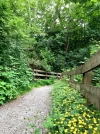 Pacific Spirit Buttercups.webp