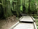 Sword Fern Trail.webp