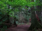 Sword Fern Trail .webp