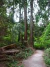 Sword Fern Trail 2.webp