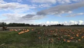 Farm Pumpkins.webp