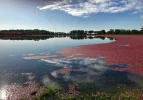 Cranberry Bog.webp