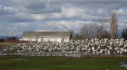 Snowgeese.webp