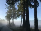 Denman Trees.webp