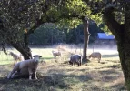 Denman Sheep.webp