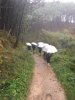 camino_umbrella_IMG_5415.JPG