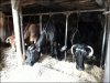 Cows in barn.jpg