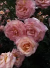 Way of St James rose.webp