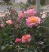 rose.webp