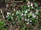 white violets.webp