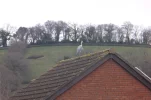 heron.webp