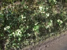 primroses.webp