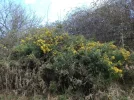 gorse.webp