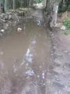 muddy path.webp