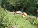 cows sleeping.webp