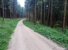 Good-forest-path-for-a-chan.webp