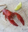 crawdad.webp