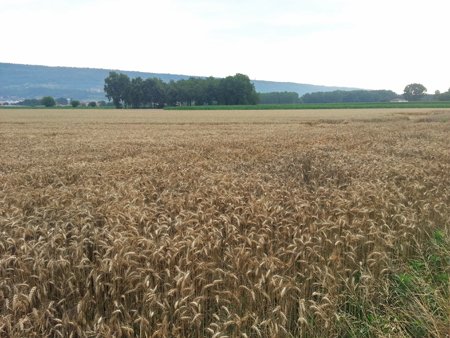 Wheat-Fields.jpg
