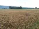 Wheat-Fields.webp