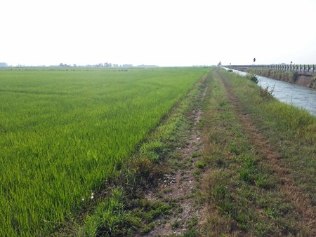 Track-beside-rice-fields.jpg