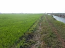 Track-beside-rice-fields.webp