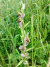 Wild orchid.webp