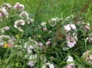 Wild roses.webp