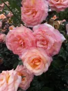 Way of St. James rose 2.webp