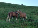 horses.webp