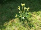 cowslip.webp