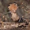 hoopoe-tuft.webp