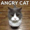 angry-cat-funny-meme copy.jpg