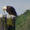 Eagle 1.webp