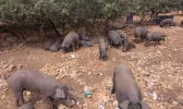 0446-pig farm (Penaflor de Hornija-Castromonte, 03.07.14).webp