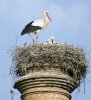 white-stork-spain-2006.jpg